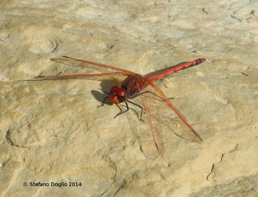 libellule israeliane: Trithemis arteriosa & O. chrysostigma